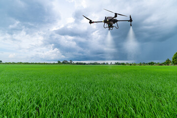 Agriculture drone flying above green rice fields to spraying fertilizer and pesticide farmland...