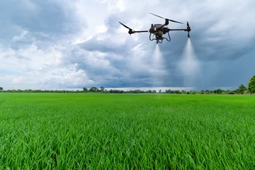 Selbstklebende Fototapete Grün Agriculture drone flying above green rice fields to spraying fertilizer and pesticide farmland agricultural smart farm business concept with blue cloud sky background.