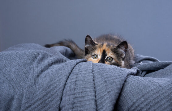 cute playful calico kitten on the hunt. the cat is crouching with lowered body. studio shot on gray background with copy space