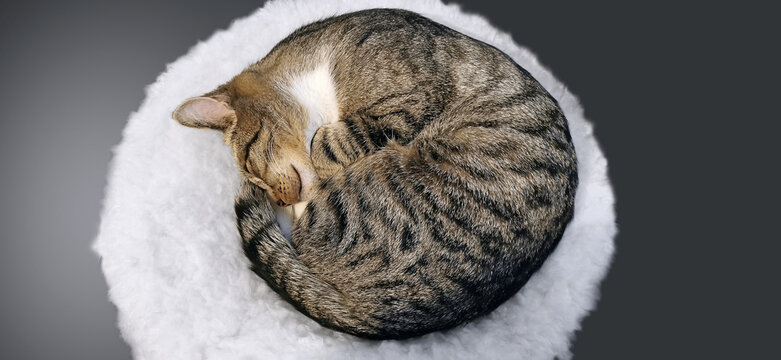 Cute cat sleeps curled up in a ball, with nose to tail. 