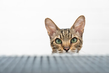 shy bengal cat hiding behind step of a staircase looking at camera. white background with copy space