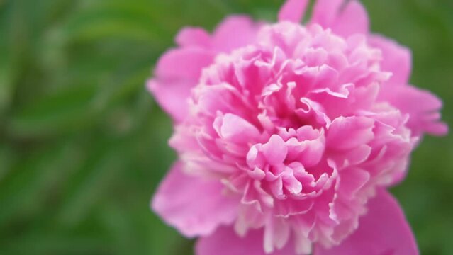 Pink peony flower on blurred green background. Copy Space. Gently fresh flower bush. Garden Flowers, gardening, landscaping. Plant Nurse Ad. Backdrop for product promote. Flower shop. Greeting Card