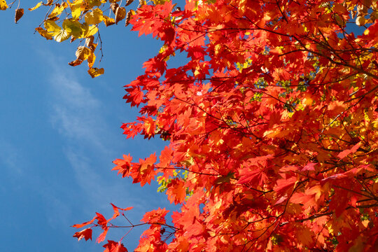 autume leaves in hokkaido, japan 1