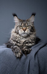 tabby maine coon cat with long ear tufts resting on gray blanket lying on front looking at camera...
