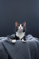 playful tuxedo cat on gray blanket. paws out and looking up at copy space. studio shot on gray background.