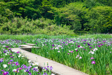 初夏の神楽女湖　菖蒲の花　大分県別府市　Lake Kagurameko in early summer.  Iris flower. Ooita Pref, Beppu City. - obrazy, fototapety, plakaty