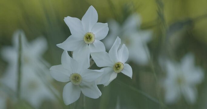 White Flower Daffodil Close-Up Slow Motion Image