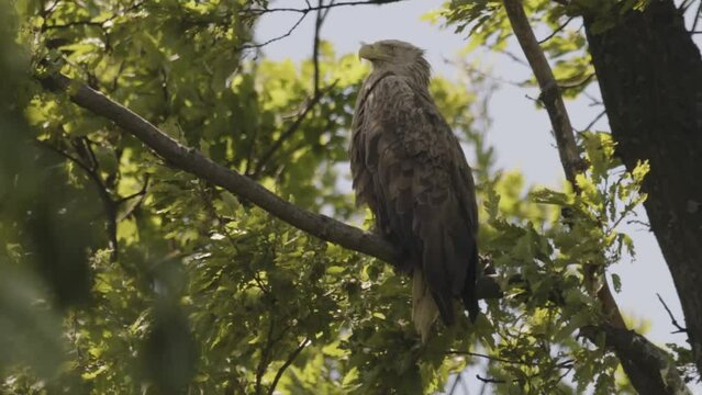 White-Tailed Eagle Haliaeetus Albicilla sitting on a branch .Slow motion image