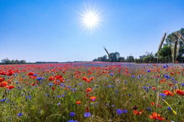 Mohn und Kornblumenfeld bei Ahrenshoop an der Ostsee.