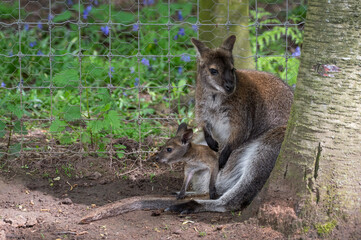 Baby Joey Wallaby in the Pouch