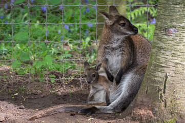 Baby Joey Wallaby in the Pouch