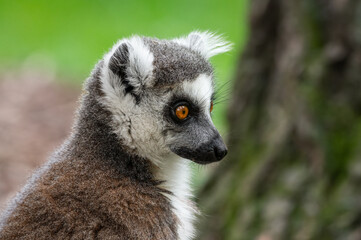 Naklejka na ściany i meble Close-up Ring-tailed Lemur