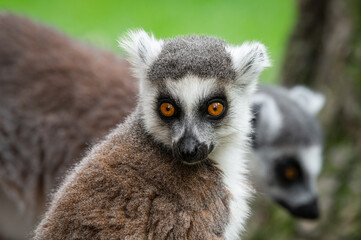 Close-up Ring-tailed Lemur