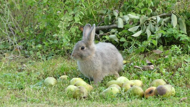 Young little fluffy kind European hare, Lepus europaeus is eating green pears on the green grass. Young hare of in the wild looking for food under a pear tree.