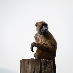 Baboon Sitting on top of a Post