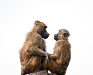 A pair of Baboons Sitting on top of a Post