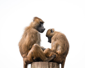 A pair of Baboons Sitting on top of a Post