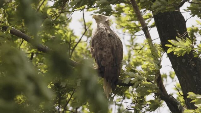 White-Tailed Eagle Haliaeetus Albicilla sitting on a branch in the summer forest among the leaves slow motion image