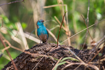 Blue Waxbill sitting on a big tree branch