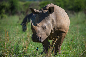 Obraz premium White rhino in the bush
