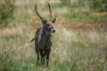 Male Waterbuck walking through the bush