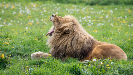 Adult Male Lion Resting on Grass Yawning