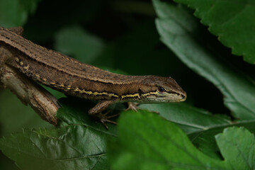 獲物探して潜むカナヘビ