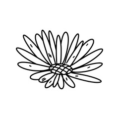 Simple Flower head in hand drawn doodle style. Vector illustration isolated on white. Coloring page.