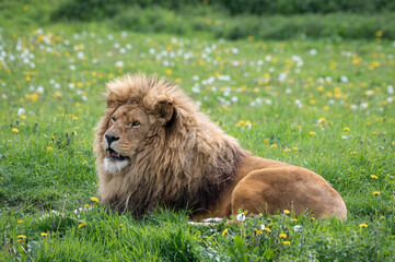 Adult Male Lion Resting on Grass
