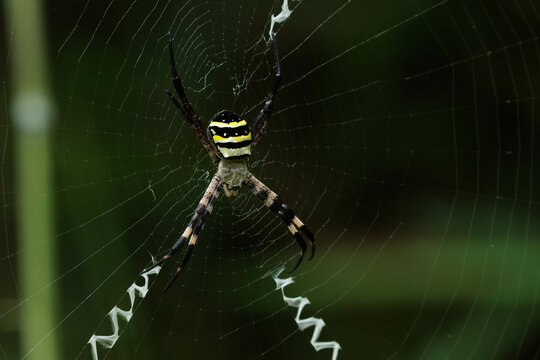 巣を張って絵mのを待つ女郎蜘蛛