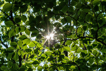 木漏れ日に輝く木の葉