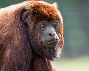 Close-up Adult Red Howler monkey