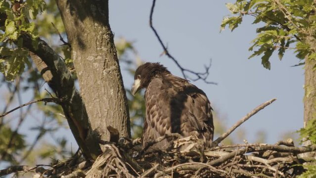 Two White-Tailed Eagle Haliaeetus Albicilla feathering in the nest in the summer forest Slow motion Image