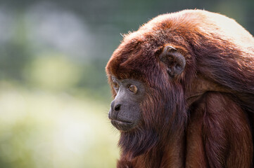 Close-up Adult Red Howler monkey