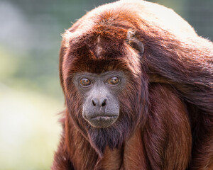 Close-up Adult Red Howler monkey