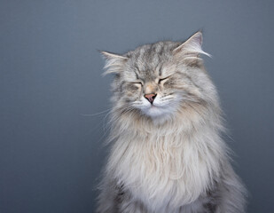 fluffy siberian cat looking sad with eyes closed. studio shot on gray background with copy space
