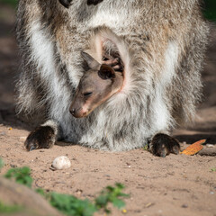 Naklejka premium Baby Joey Wallaby in the Pouch