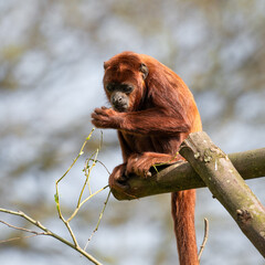 red Howler monkey Sitting on a Wooden Frame
