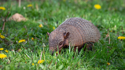 Six Banded Armadillo