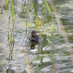 Little Grebe Floating on Water