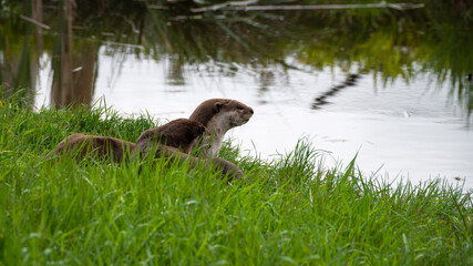 Pair of  Smooth Coated Otters resting near Water