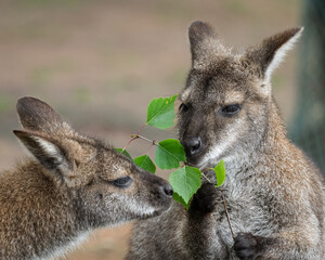 Bennets Wallaby Feeding on Leaves