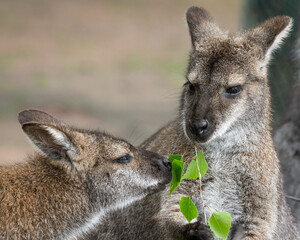 Bennets Wallaby Feeding on Leaves