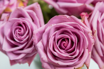 pink roses background