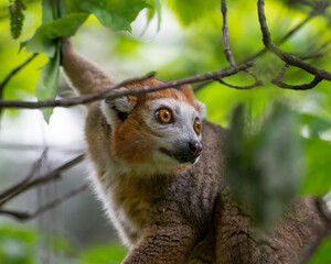 Crowned Lemur in a Tree