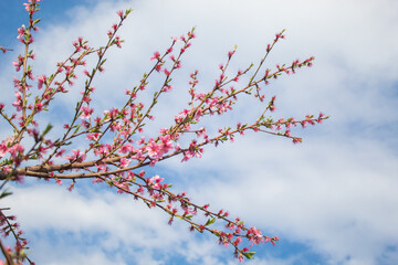 Pink peach flowers in blue sky, Cherry blossom season in Azerbaijan 