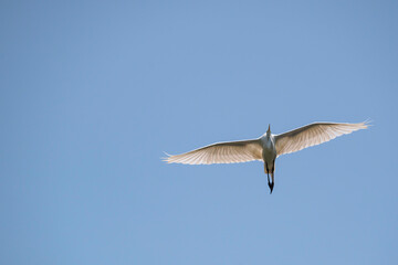 A Great Egret displays its wingspan and detail in its feathers as it soars in a clear blue sky.