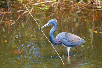 A Tri-Colored Heron holds a stick in its beak for nest building during mating season.
