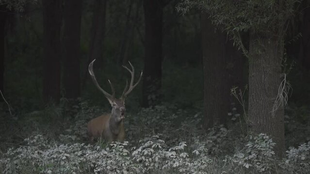 Red Deer (Cervus Elaphus) Stag Bellowing During The Rut In Autumn