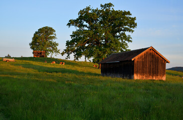 Kühe weiden im warmen Morgenlicht auf einer saftigen Wiese in den Bergen und Landwirtschaftlichen...